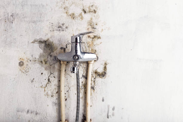 Trusted Peridot, AZ Mold Removal Experts