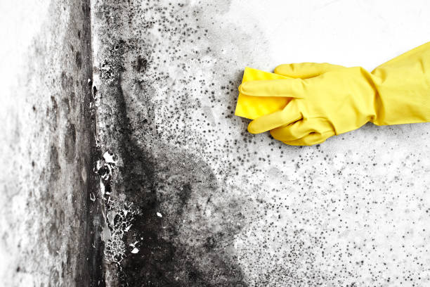 Best Certified Mold Removal  in Peridot, AZ
