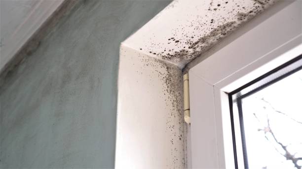 Best Office Mold Removal Services  in Peridot, AZ