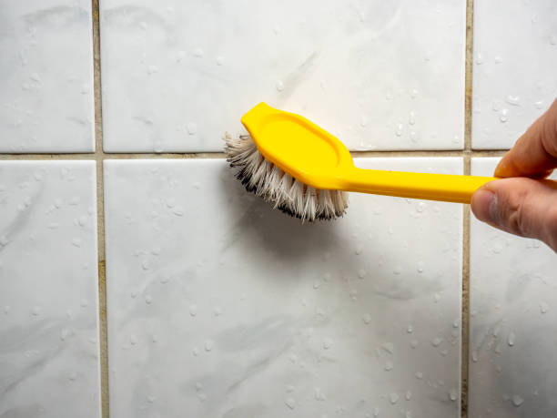 Mold Removal Process in Peridot, AZ