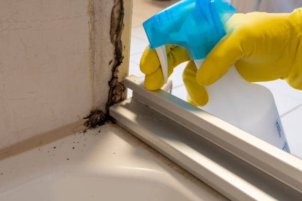 Best Attic Mold Removal  in Peridot, AZ