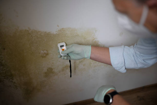 Crawl Space Mold Removal in Peridot, AZ