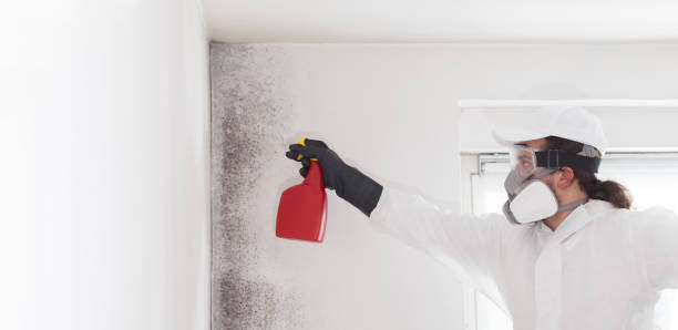 Best Best Mold Removal Companies  in Peridot, AZ