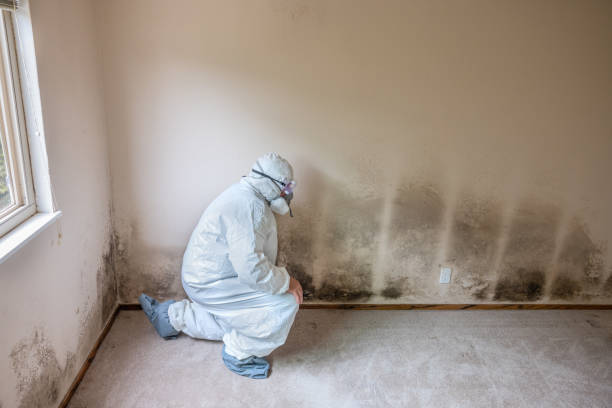 Best Mold Remediation  in Peridot, AZ