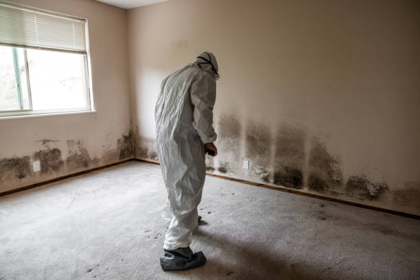 Trusted Peridot, AZ Mold Removal Experts