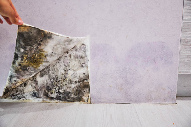 Best Affordable Mold Removal  in Peridot, AZ